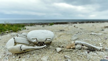 Dead crab on a sandy shore clipart