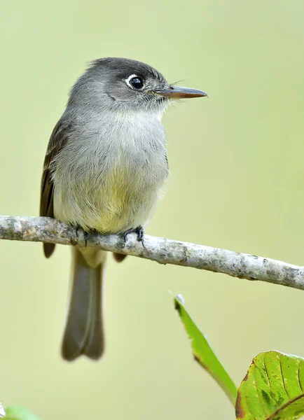 古巴名角 (Contopus caribaeus) — 图库照片