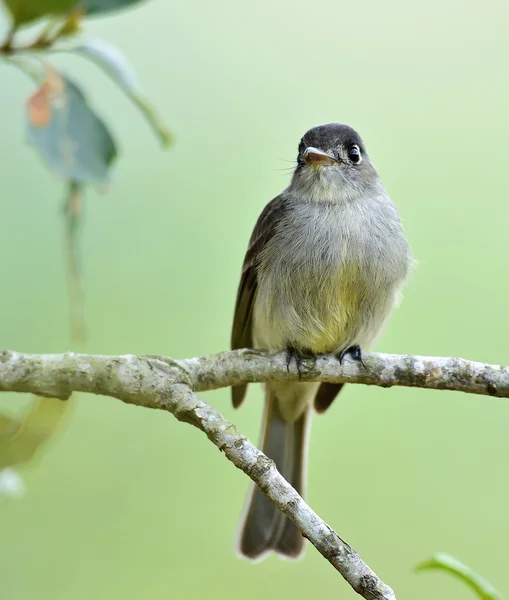 古巴名角 (Contopus caribaeus) — 图库照片