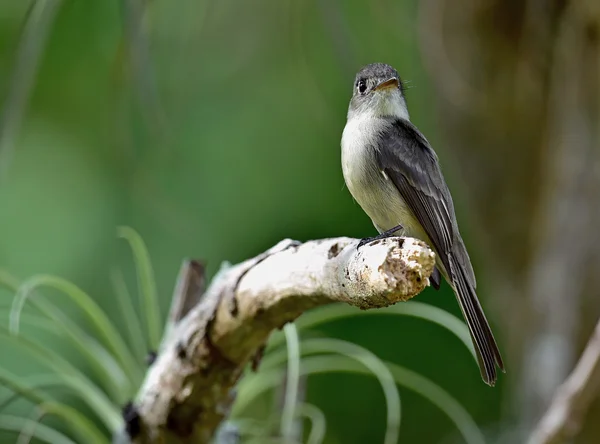 Кубинский Pewee (Contopus caribaeus ) — стоковое фото