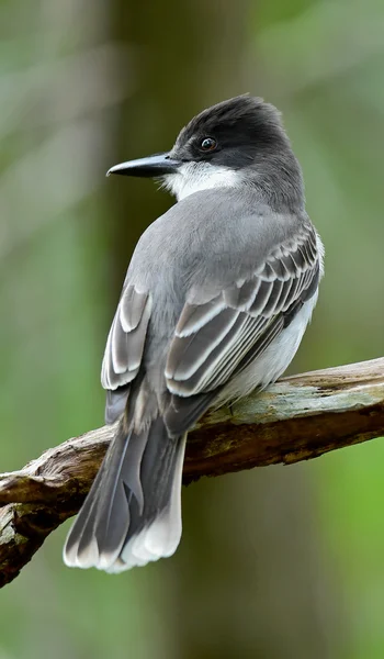 Loggerhead Kingbird (Tyrannus caudifasciatus) ) — стоковое фото