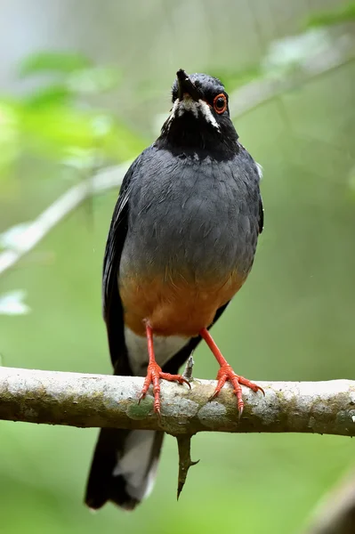 Röd-legged trast — Stockfoto