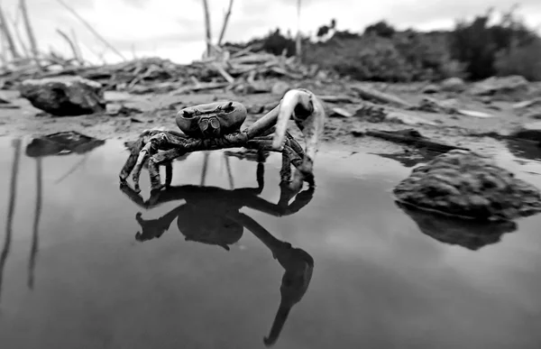 Crabe bleu des terres (Cardisoma guanhumi)) — Photo