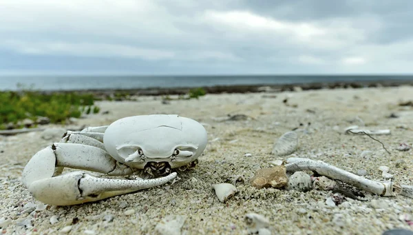 Caranguejo morto em uma costa arenosa — Fotografia de Stock