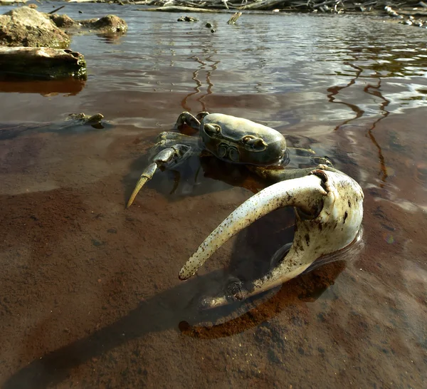 Krab modrý (Cardisoma guanhumi) — Stock fotografie