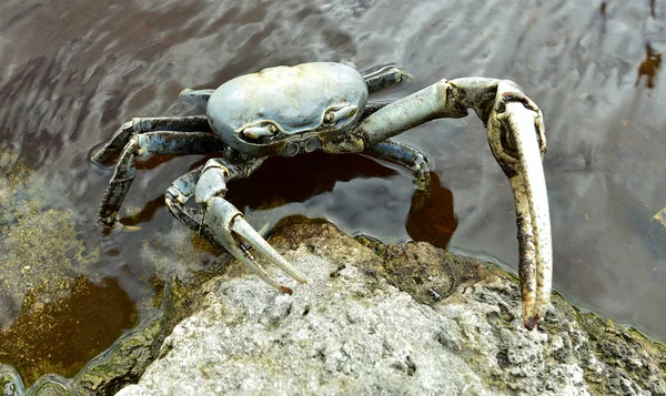Blue Land Crab (Cardisoma Guanhumi) — Stock Photo, Image