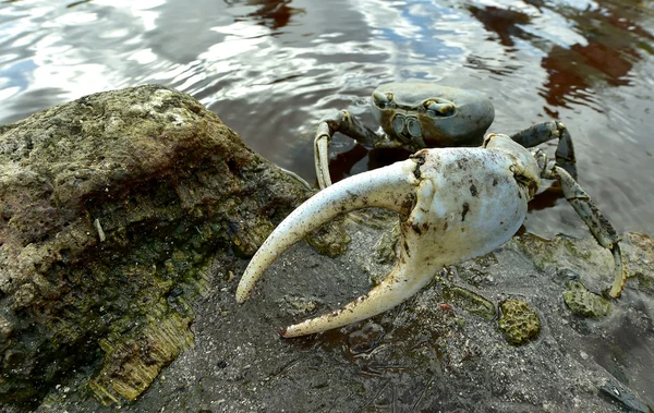 Crabe bleu des terres (Cardisoma guanhumi)) — Photo