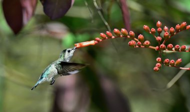 Cuban Emerald Hummingbird in flight clipart