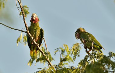 Küba papağan (Amazona leucocephala leucocephala)