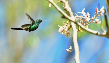 Cuban Emerald Hummingbird in flight clipart