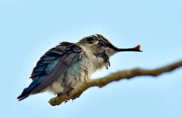 Cuban Bee Hummingbird (Mellisuga helenae) — Stock Photo, Image