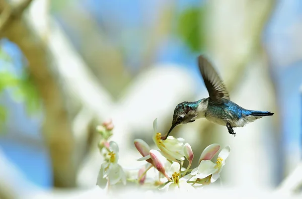 Kubanischer Bienenkolibri (mellisuga helenae)) — Stockfoto