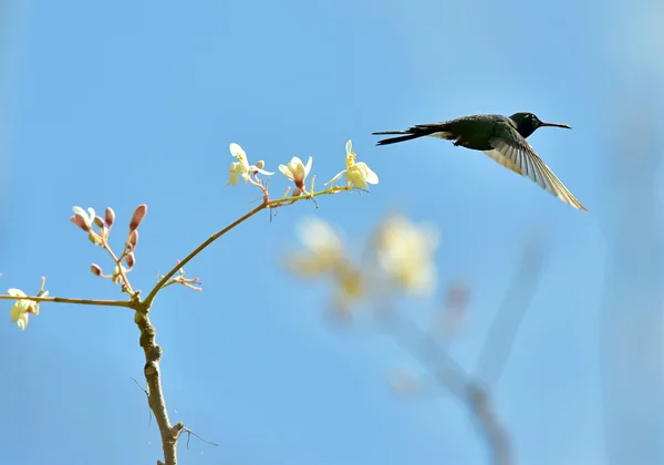 Hummingbird Cubano Smeraldo in volo — Foto Stock