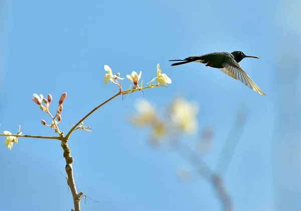 Cuban Emerald Hummingbird in flight — Stock Photo, Image