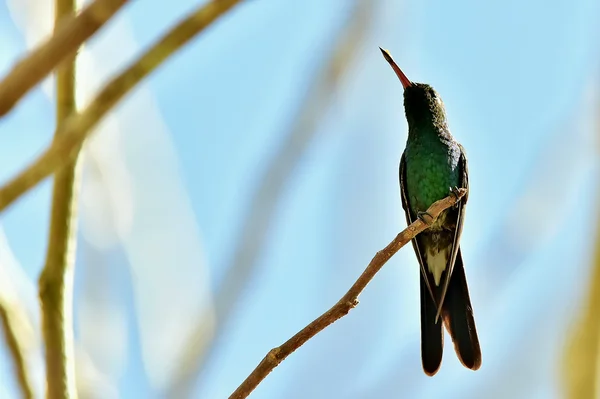 Uçuş Küba Emerald sinek kuşu — Stok fotoğraf