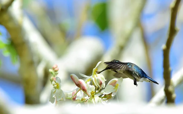 Кубинская пчела колибри (Mellisuga helenae ) — стоковое фото