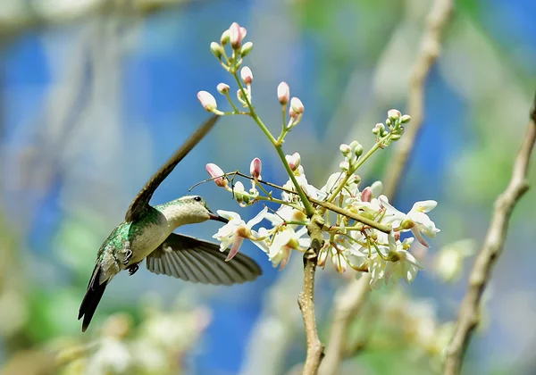 Esmeralda cubana Hummingbird em voo — Fotografia de Stock