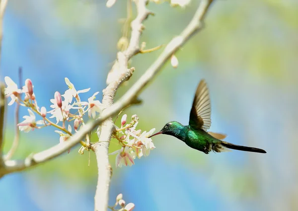 Cuban Emerald Hummingbird in flight — Stock Photo, Image