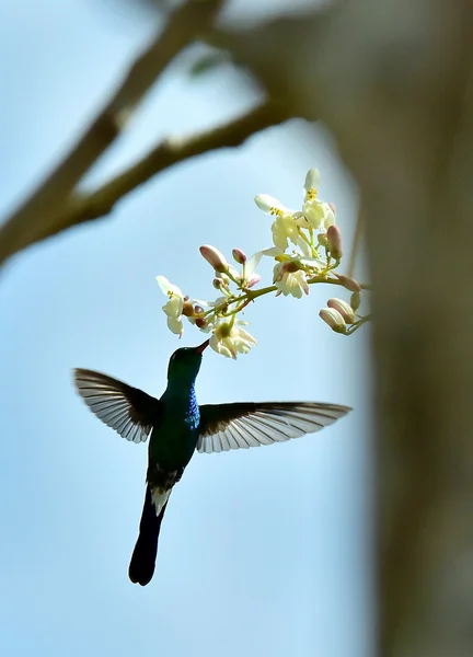 Kubánský Emerald kolibřík v letu — Stock fotografie