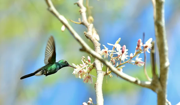 Uçuş Küba Emerald sinek kuşu — Stok fotoğraf