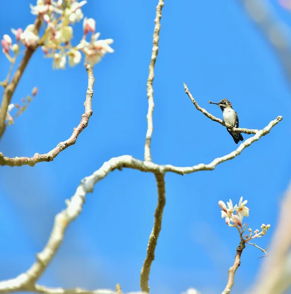 Cuban Bee Hummingbird (Mellisuga helenae) — Stock Photo, Image