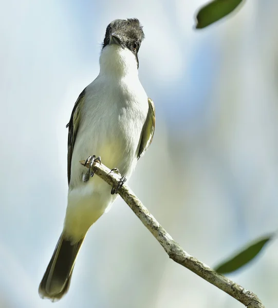 Cabeza hueca Kingbird (Tyrannus caudifasciatus ) —  Fotos de Stock