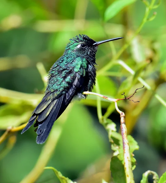 Küba Emerald sinek kuşu (Chlorostilbon ricordii) — Stok fotoğraf