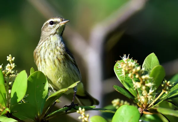 路易斯安那州 waterthrush (Parkesia motacilla). — 图库照片