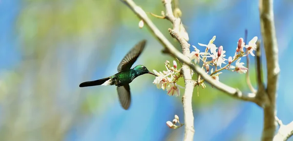 Uçuş Küba Emerald sinek kuşu — Stok fotoğraf