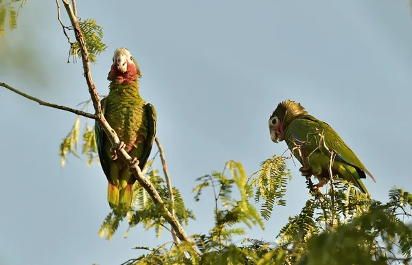 Cuban Parrot (Amazona leucocephala leucocephala) — Stock Photo, Image