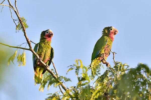 Kubanska papegoja (Amazona leucocephala leucocephala) — Stockfoto