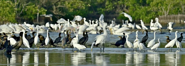 Mangrove a Wading madarak etetése. — Stock Fotó
