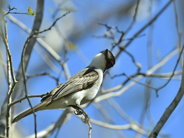 Onechte kingbird (tyrannus caudifasciatus) — Stockfoto