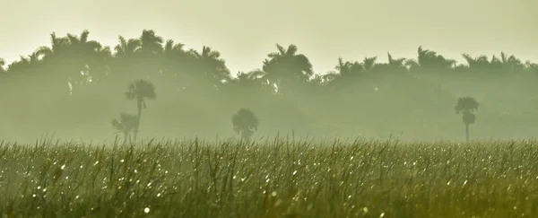 Lever de soleil tropical dans la nature . — Photo