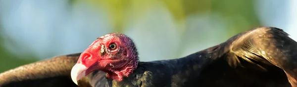 Retrato de um abutre da Turquia (Cathartes aura ) — Fotografia de Stock