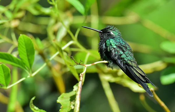 Kubański Hummingbird szmaragd — Zdjęcie stockowe