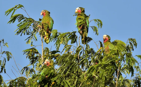 Cuban Parrot (Amazona leucocephala leucocephala) — Stock Photo, Image