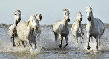 Beyaz atlara su ile çalışan
