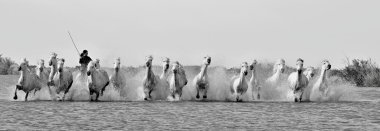 Running White horses through water clipart