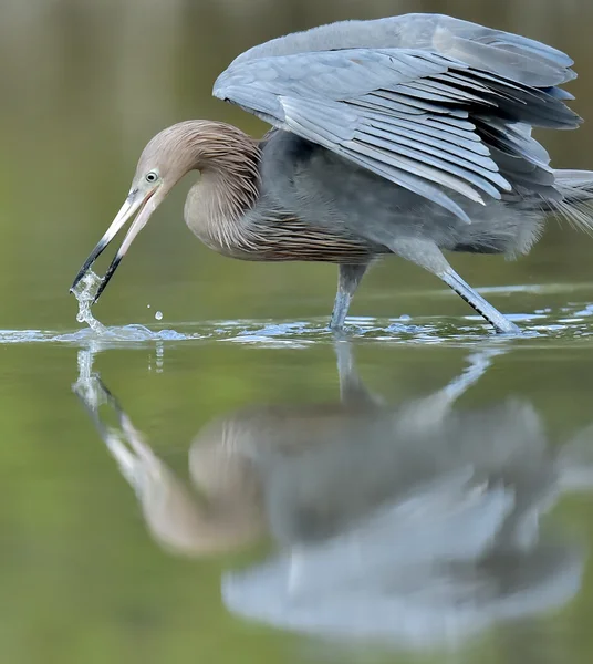 A kis blue heron halászati. — Stock Fotó