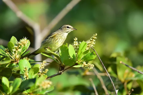 Die Louisiana-Wasserdrossel (parkesia motacilla)). — Stockfoto