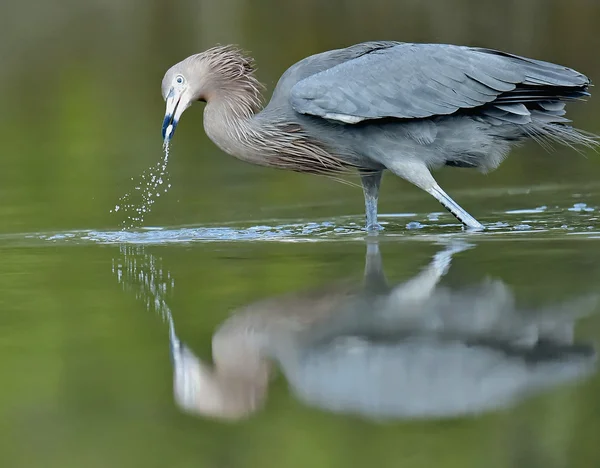 La piccola pesca airone blu . — Foto Stock