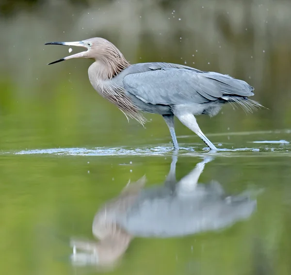 A kis blue heron halászati. — Stock Fotó