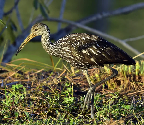 Il limpkin (Aramus guarauna ) — Foto Stock