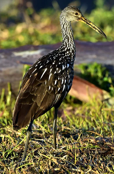 Limpkin (aramus guarauna) — Stok fotoğraf