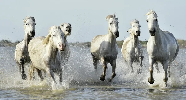 Beyaz atlara su ile çalışan — Stok fotoğraf