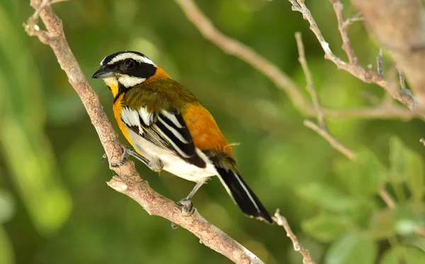 Spindalis occidentale, Spindalis zena, Cuba — Foto Stock