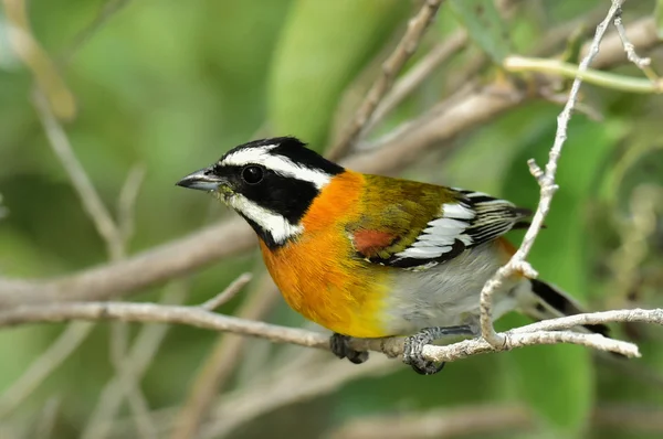 Western Spindalis, Spindalis zena, Cuba — Stock Photo, Image