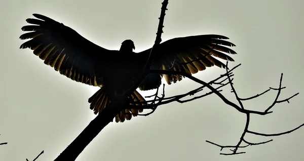 Turkey Vulture (Cathartes aura) — Stock Photo, Image