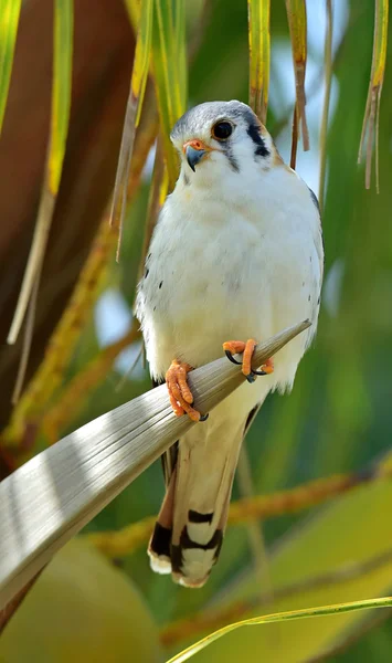 Amerikaanse torenvalk (Falco sparverius sparveroides) — Stockfoto